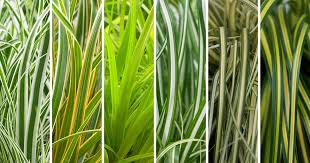 Image result for Carex