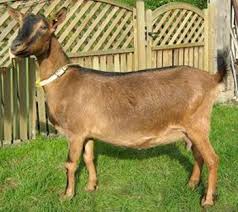 Bunte Deutsche Edelziege2 Ziege Schone Pferde Tiere