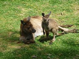 Animals that start with the letter t. 10 Fascinating Animals Whose Names Start With The Letter T