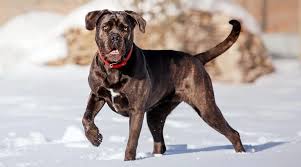 Welcome to r/canecorso a subreddit dedicated to the cane corso, a loyal companion and protector. Cane Corso The Parody Wiki Fandom