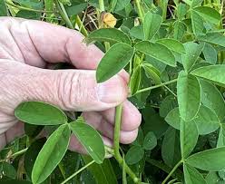 Image result for Crotalaria insignis