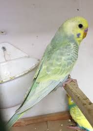 Yellow Face Opaline Greywing Budgies Beautiful Birds Parakeet