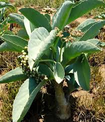 Image result for Cyphostemma lanigerum