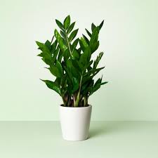 Image result for Zamiokulkas Zamioculcas
