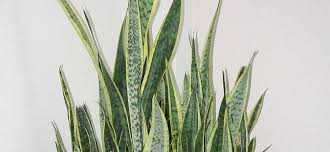 Calathea insignis prayer plant (maranta, peacock plant, rattle snake plant, red veined prayer, zebra plant). Sansevieria Species Mother In Law S Tongue Saint George S Sword Snake Plant Sansevieria Trifasciata