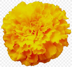 Yellow Carnation Png 1253x1161px Yellow Carnation Cut Flowers English Marigold Flower Download Free Carnation flower drawing watercolor painting, carnation, red flowers illustration png clipart. yellow carnation png 1253x1161px