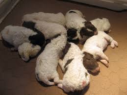 This breed was originally bred to hunt rats. Puppies Buonamici Lagotto Romagnolo