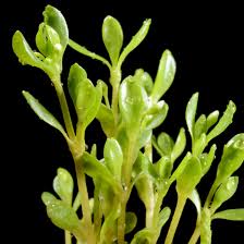 Image result for Lophiocarpus tenuissimus