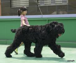 High to beautiful yorkshire terrier puppies for sale, we have 2 girls and 3 boys they born on 25/01/21.the beautiful black cavapoochon puppies. Pin On Russian Dog Breeds