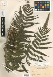 Image result for Christella gueinziana