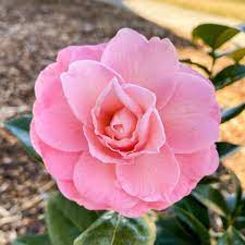 What A Beaut My First Camellia Bloom Did Not Disappoint Flower Garden Flowers Bloom
