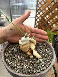 Image result for Trochomeria