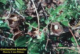 Image result for Guilandina bonduc