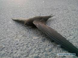 Результат пошуку зображень за запитом "стриж"