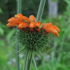 Image result for Leonotis