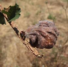 Image result for Eriosema angolense