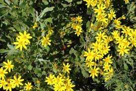 Image result for Chrysanthemoides monilifera
