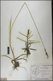 Image result for Alloteropsis semialata