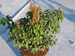 Image result for Pieris japonský bonfire obrázek