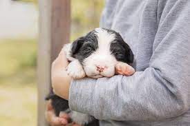 Border collie aussie mix puppy. Border Aussie Border Collie Australian Shepherd Mix Info Pics Facts Doggie Designer
