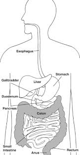 This site contains information about liver diagram black and white. Digestive System With Labels Focusing On The Colon Rectum And Anus Media Asset Niddk