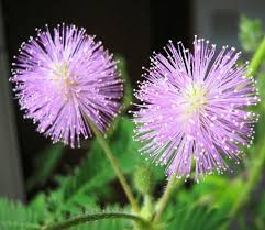 Image result for Mimosa pudica