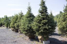 Browse this website to see our full range of quality landscaping supplies located just minutes from moncton. Nursery Wholesale Landscape Supplies In Salisbury Ma