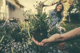 Maybe you would like to learn more about one of these? 5 Places To Buy Your Plants This Spring Best Of Calgary