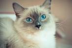 Facts About Siamese Cats | 15 Siamese Cat Facts You Might ...