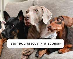 Maybe you would like to learn more about one of these? Best Dog Rescue In Wisconsin 2021 Top 10 Picks We Love Doodles