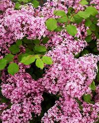 Image result for Syringa meyeri ´Palibin