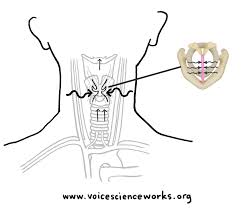 My voice is too soft, it may sound cute! Inside The Larynx Voicescienceworks