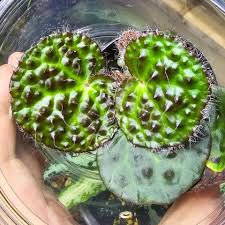 Image result for Begonia nyassensis