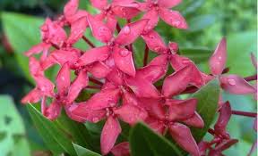 Bunga merupakan simbol kecantikan, keanggunan, dan kasih sayang. Daftar Nama Bunga Gambar Bunga Cantik Indah Unik Dan Langka Lengkap Dengan Penjelasannya Kumpulan Macam Macam Bunga Gambar Bunga Bunga Bunga Bunga Indah