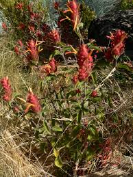 Image result for Justicia stachytarphetoides