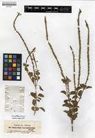 Image result for Chascanum