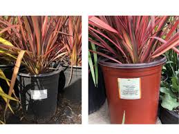 Image result for Phormium
