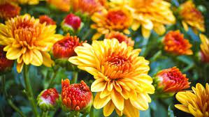 Check spelling or type a new query. How To Make Mums Last Longer Gardening Advice New England Today