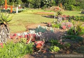 6 to 12 inches tall. Create A Successful Low Cost Succulent Garden Kumbula Indigenous Nursery