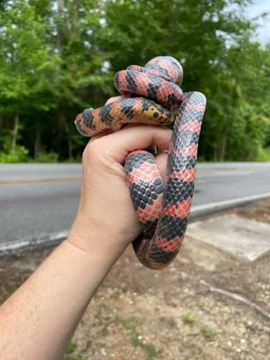 Snakes play vital role in ecosystems, humans' health > Robins Air Force Base > Article Display