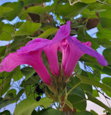 Image result for Ipomoea verbascoidea