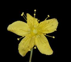 Image result for Hypericum aethiopicum