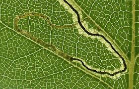 Image result for Stigmella lapponica