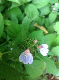 Image result for Justicia petiolaris