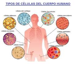 Celulas humanas - Página web de apoyocr