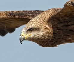Milan vogel ausmalbild | ausmalbild vogel 1 zum ausdrucken. Der Schwarzmilan Fokus Natur De