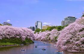 2020東京賞櫻自由行 2020日本櫻花季攻略 東京櫻花景點推薦 上野公園 隅田川 富士山芝櫻季 必去8大景點整理 交通指南 預測花期 kkday部落格