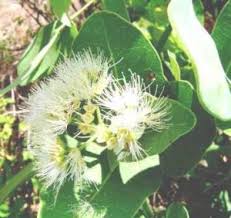 Image result for Syzygium owariense