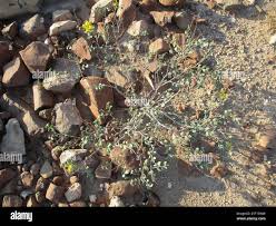 Image result for Adenolobus pechuelii