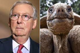Mitch Mcconnell Memes Turtle